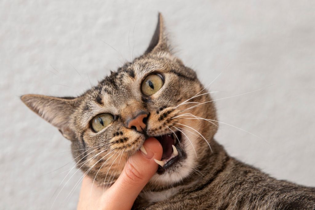 Котячі зубки: чистити чи не чистити? Догляд за зубами кішки
